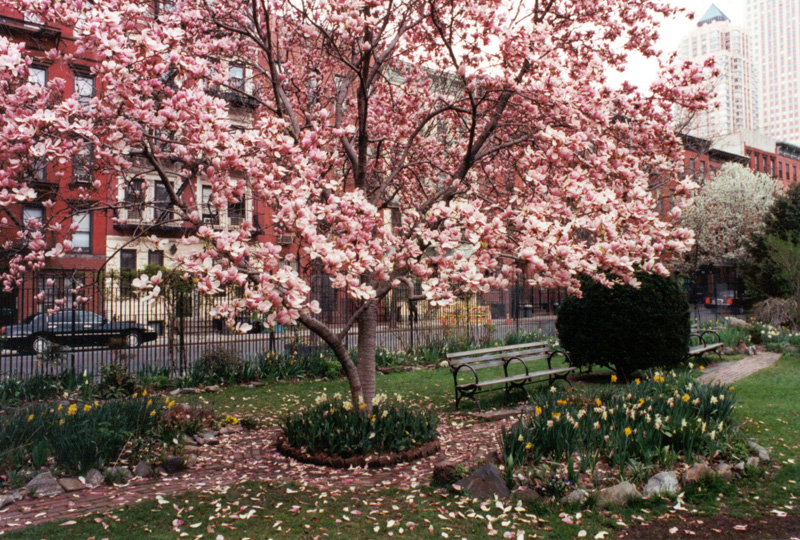 Japanese Magnolia Tree